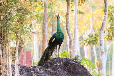 Close-up of peacock perching on tree