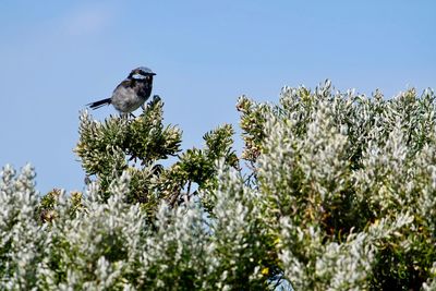 Low angle view of bird perching on plant against sky