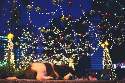 Close-up of illuminated christmas tree against sky at night