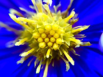 Close-up of yellow flower