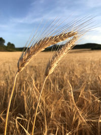 Close-up of wheat growing on field against sky