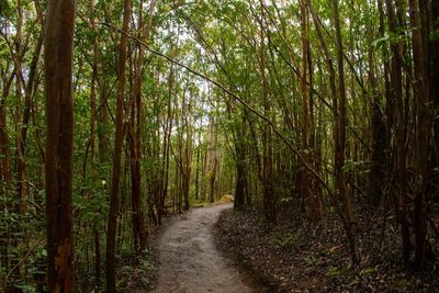 Footpath amidst trees in forest