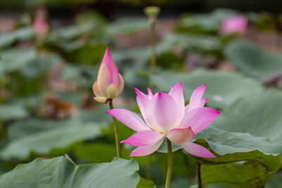 Close-up of pink water lily in pond