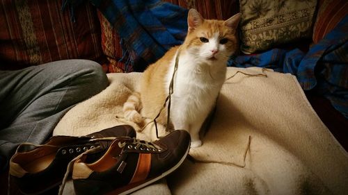 Cat sitting on sofa at home