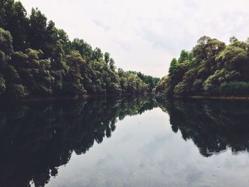 Reflection of trees in calm lake