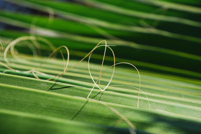 Close-up of green leaf