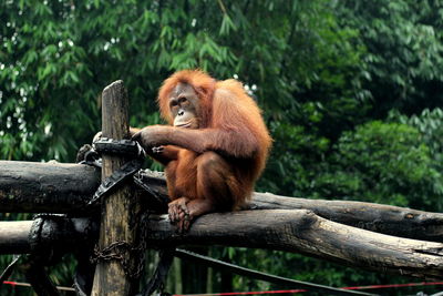 Monkey in a forest