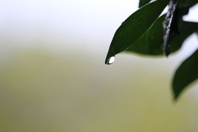 Close-up of raindrops on plant leaves