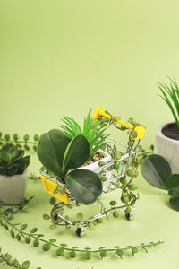 High angle view of yellow flowering plant on table