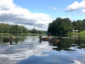 View of ducks swimming in lake
