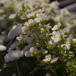 Close-up of white flowering plants on field