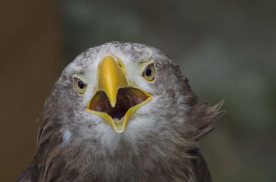 Close-up portrait of owl