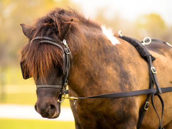 Close-up of horse