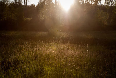 Scenic view of trees on field against bright sun