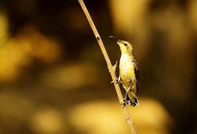 Close-up of bird perching on twig