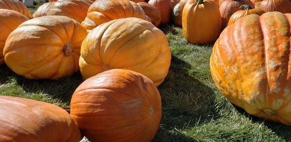 High angle view of pumpkins in market