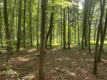 View of trees in forest