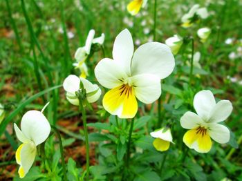 Close-up of white flower