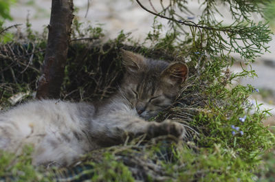 Cat sleeping in a forest