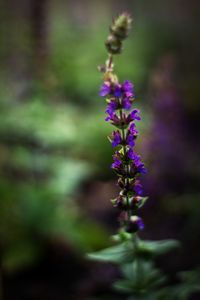 Close-up of purple flowers