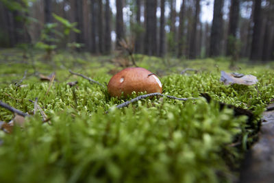 Close-up of mushroom growing on field