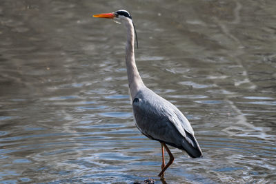 Close-up of heron on lake