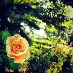 Close-up of yellow rose