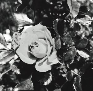 Close-up of flowers blooming outdoors