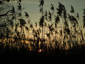 Silhouette of trees at sunset