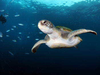 Close-up of reen turtle swimming in sea