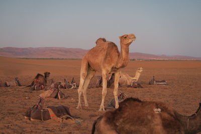 Camels in desert against clear sky