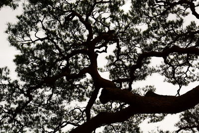 Low angle view of silhouette tree against sky