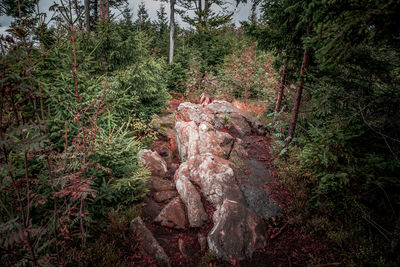 High angle view of trees in forest