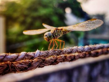 Dragonflies on the rope.