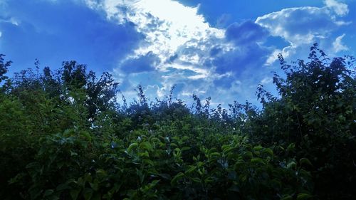 Low angle view of trees against cloudy sky