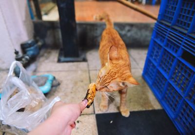 Cropped hand feeding cat
