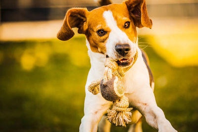 Portrait of dog on field