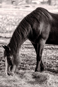 Side view of a horse on field