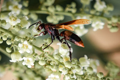 Close-up of bee pollinating on flower