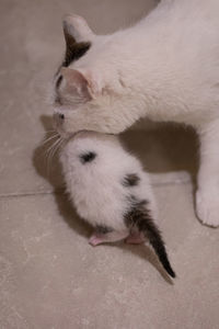 High angle view of cat resting on floor