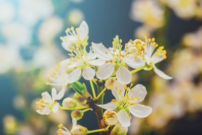 Close-up of flowers blooming outdoors