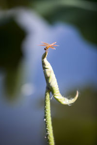 Close-up of insect