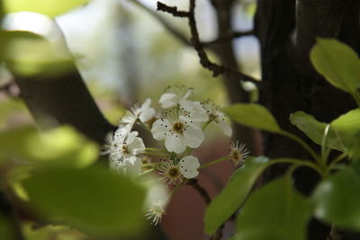 Close-up of white flower