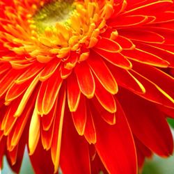 Close-up of red flower