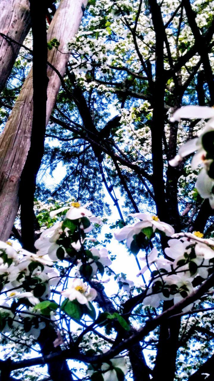 LOW ANGLE VIEW OF FLOWERING TREES