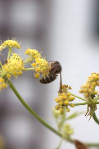 Close-up of yellow flowering plant