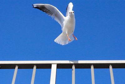 Low angle view of seagulls flying against blue sky