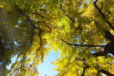 Low angle view of trees