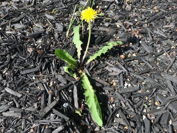 High angle view of flowering plant on field