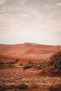 Oryx in sand dunes